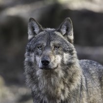 loup